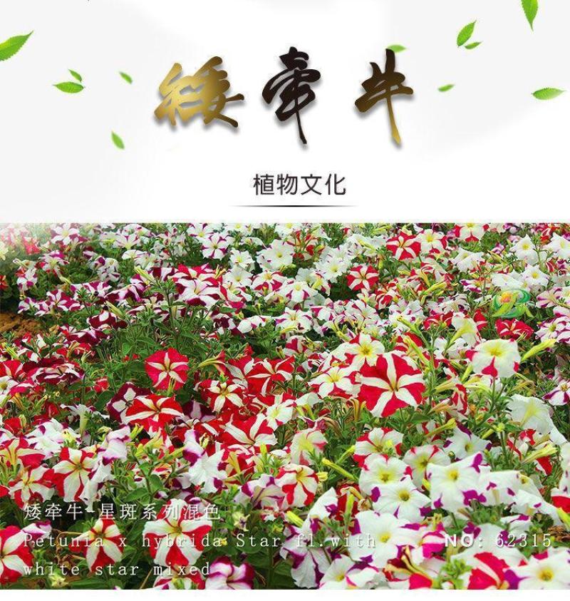 矮牵牛种子牵牛花种孑花种室内四季开花花草盆栽花卉植物花种