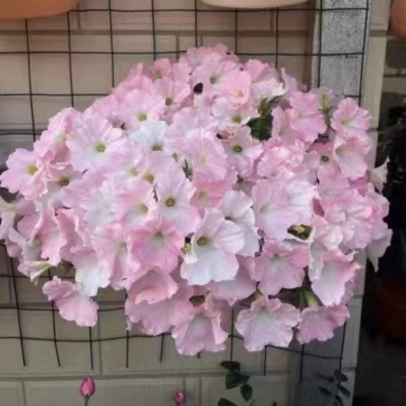 矮牵牛种子牵牛花种孑花种室内四季开花花草盆栽花卉植物花种