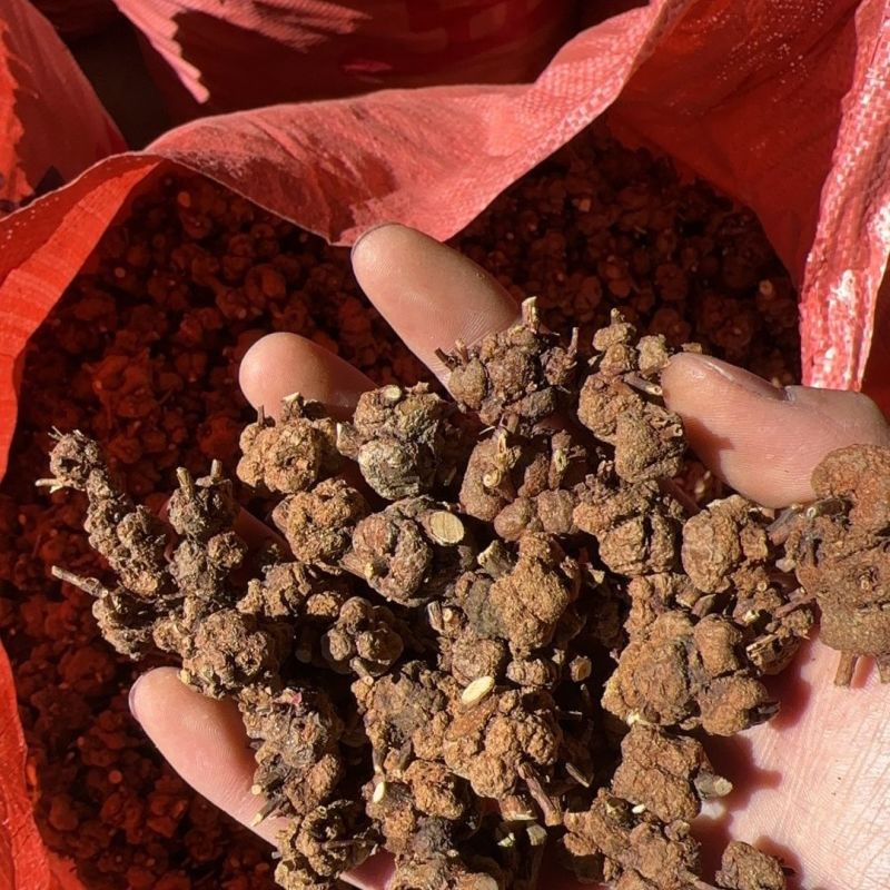 消瘤果金色消瘤果新货供应质量保证价格优惠（量大咨询客服）