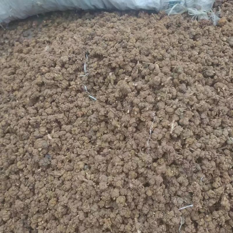 消瘤果金色消瘤果新货供应质量保证价格优惠（量大咨询客服）