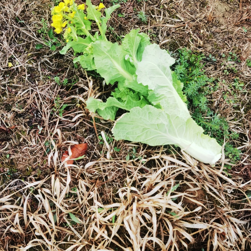 贵州白菜苔