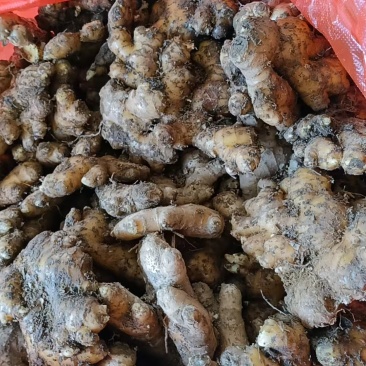 【推荐】鲜姜（本地小黄姜）量大从优保质保量基地直发