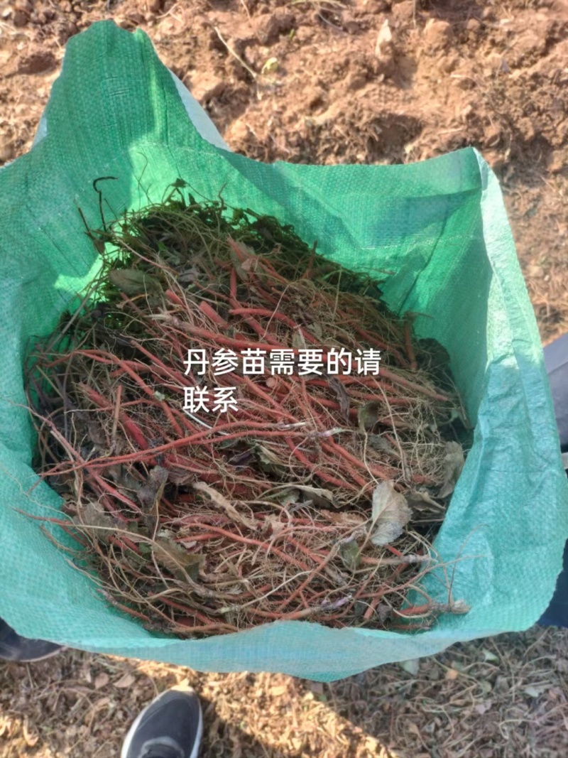 丹参苗