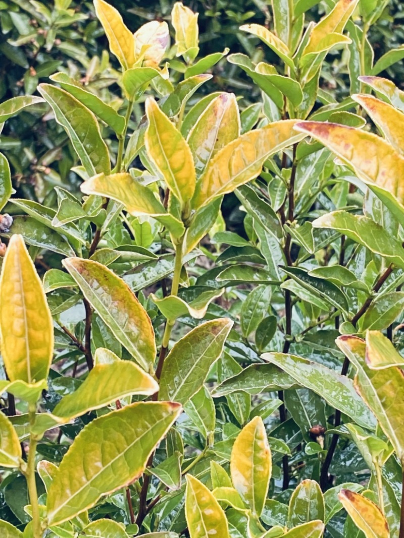茶农自产自销鲜爽甘醇高山黄金芽茶叶