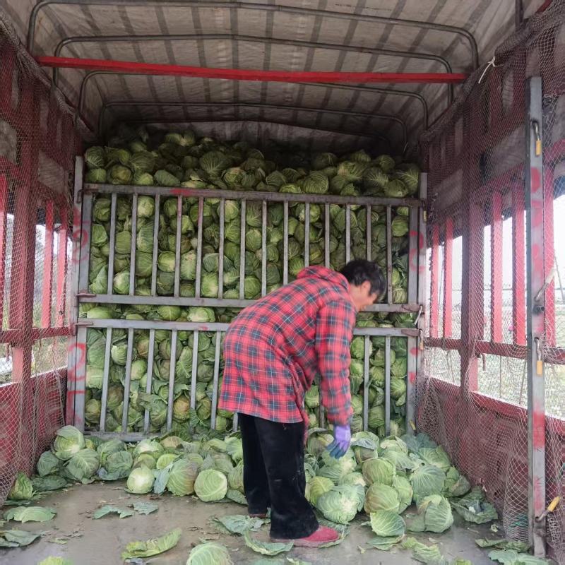 【量大优惠】甘蓝品质保障产地直供可视频看货