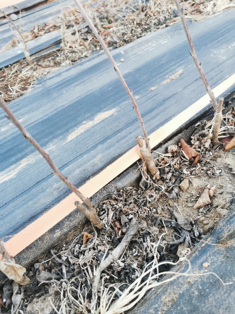 烟台大樱桃苗