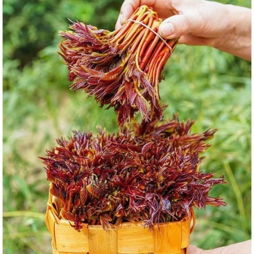 香椿芽