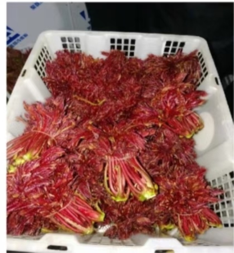 香椿芽