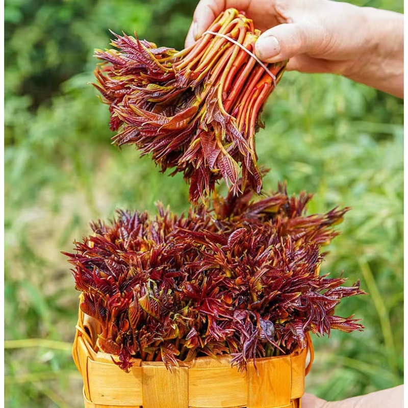 香椿芽