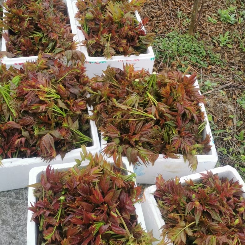 香椿芽