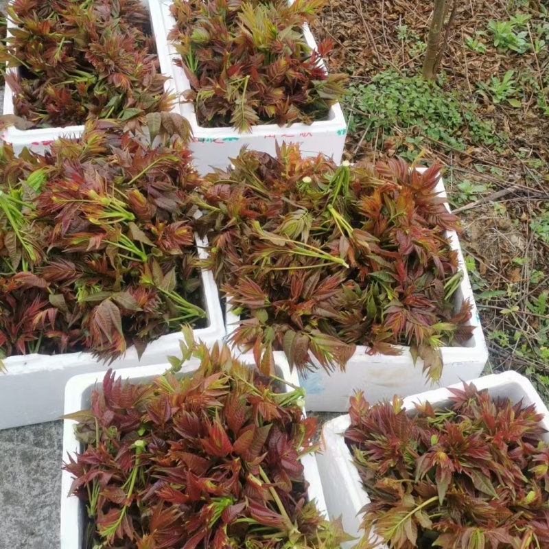 香椿芽