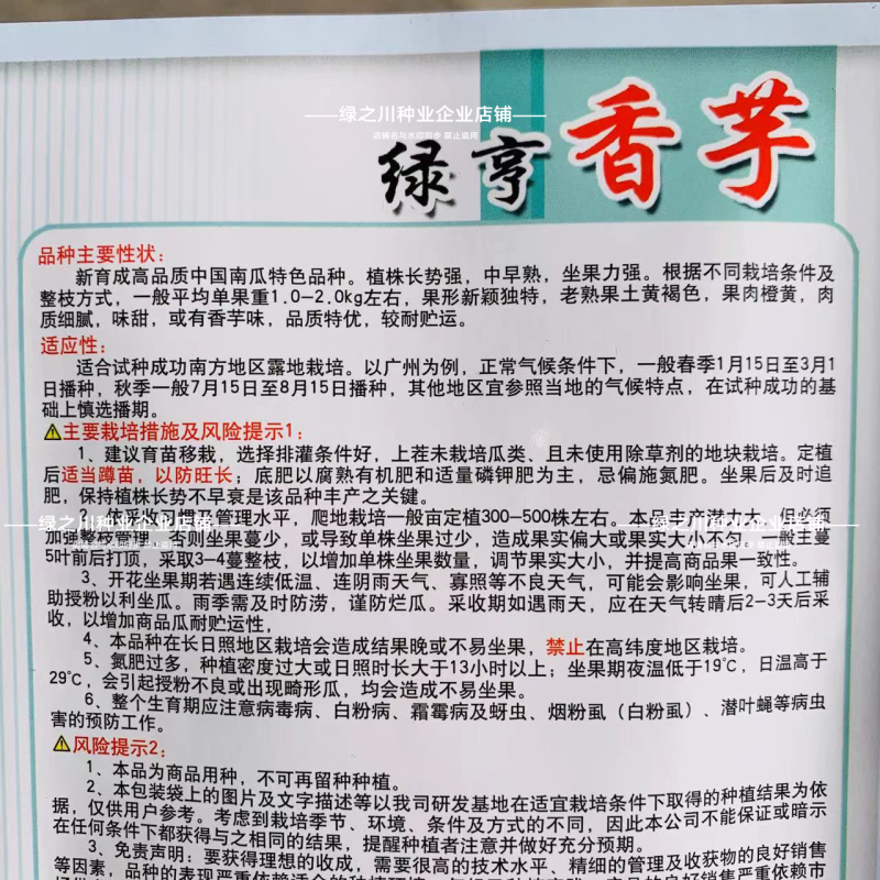 香芋南瓜种子粉面香芋味浓南瓜种籽榄核形基地专用坐果多