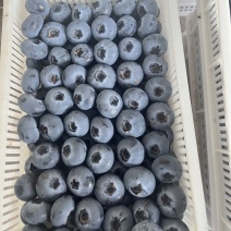 山东精品蓝莓，基地直发，品质保证