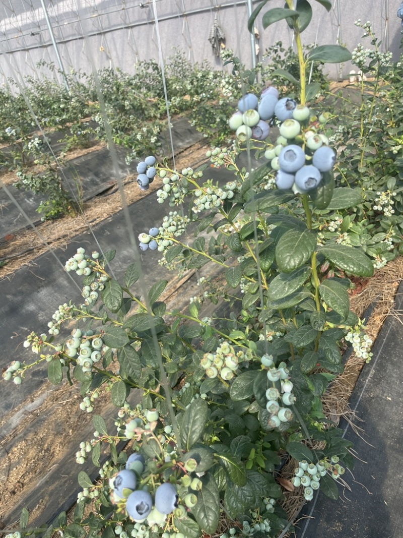 山东精品蓝莓，基地直发，品质保证