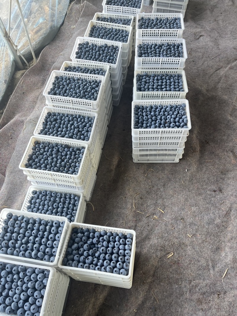 山东精品蓝莓，基地直发，品质保证