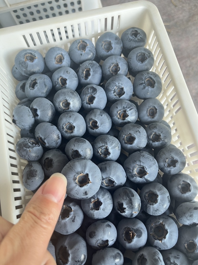 山东精品蓝莓，基地直发，品质保证