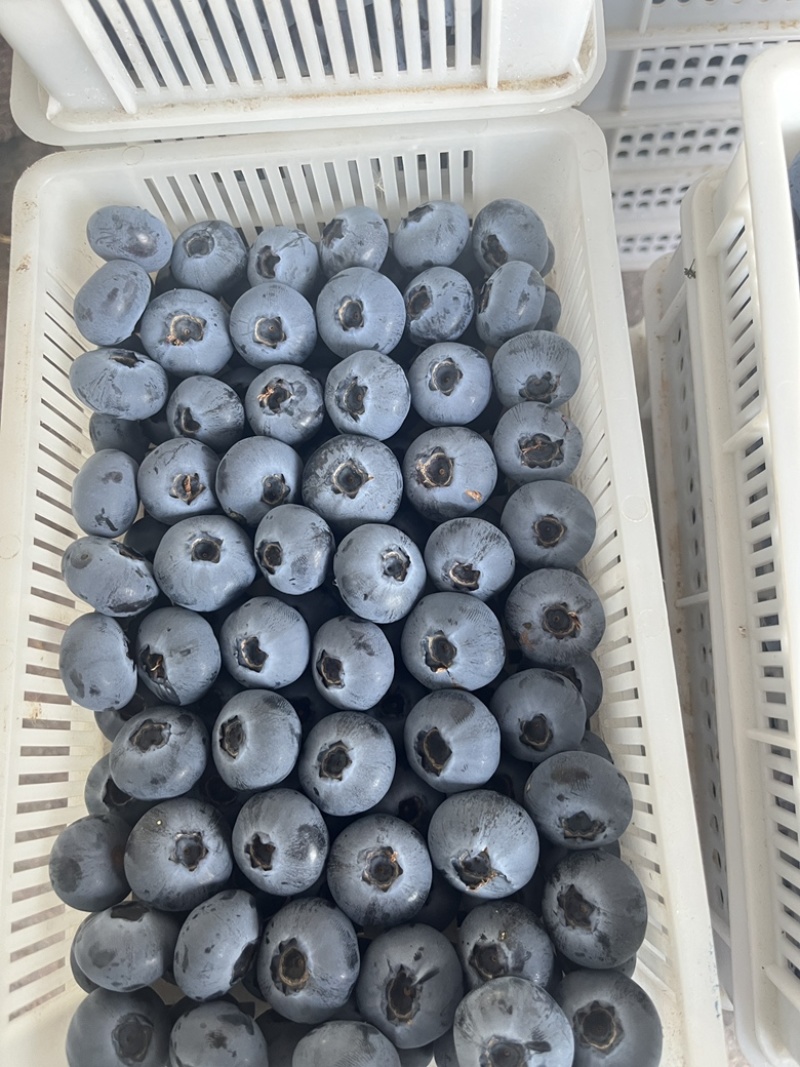 山东精品蓝莓，基地直发，品质保证