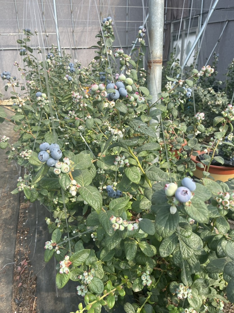 山东精品蓝莓，基地直发，品质保证