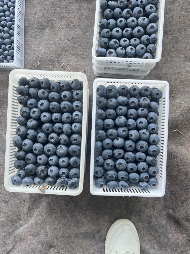 山东精品蓝莓，基地直发，品质保证