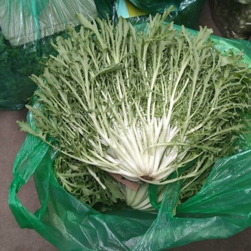 特价苦菊