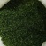 相思藤茶，炒制