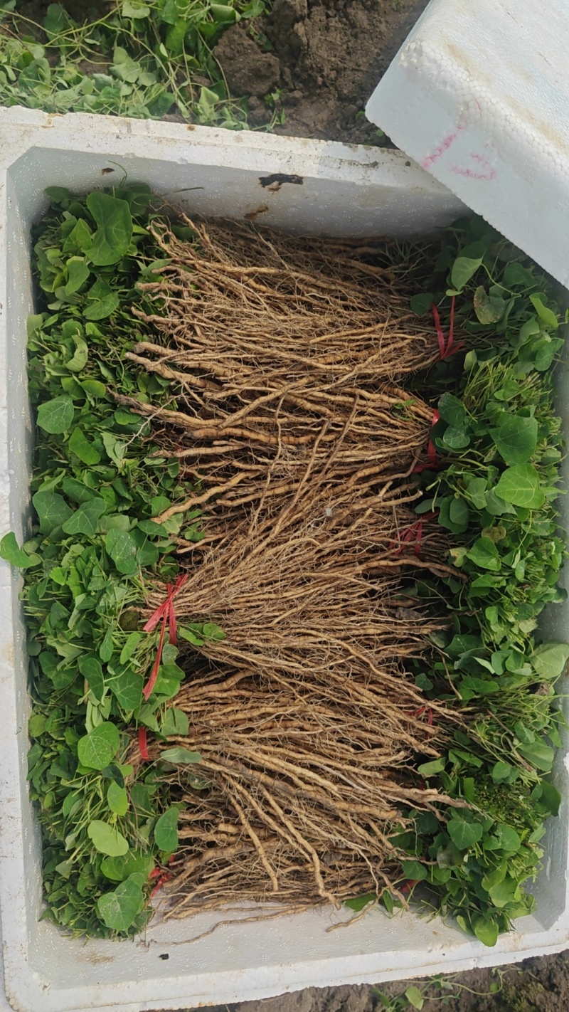 江西粉防己种苗，各规格都有，可包成活率，包回收！