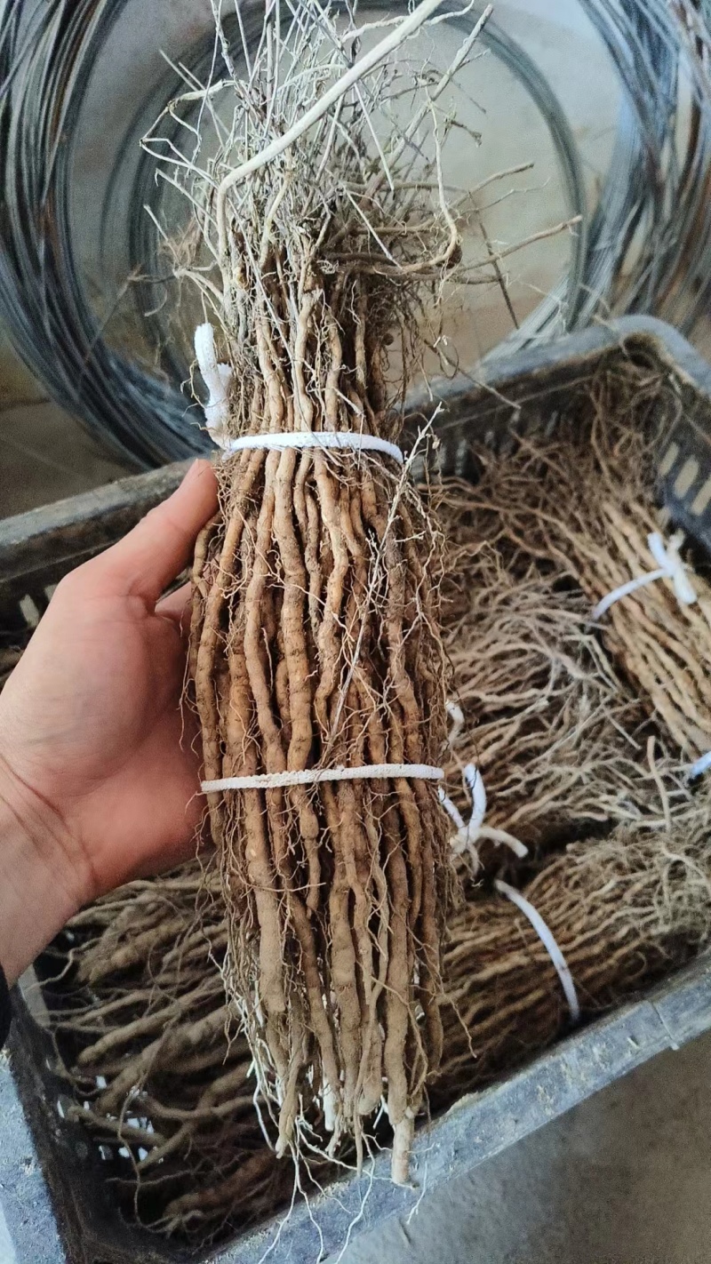 江西粉防己种苗，各规格都有，可包成活率，包回收！