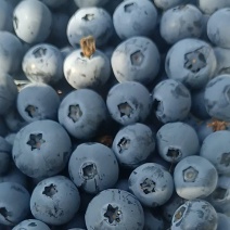辽宁蓝枫蓝莓基地直发量大价优保质保量欢迎电联