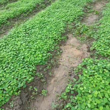 江西粉防已苗，精选粉防已苗，到手就能种植，种苗质量好成活率高
