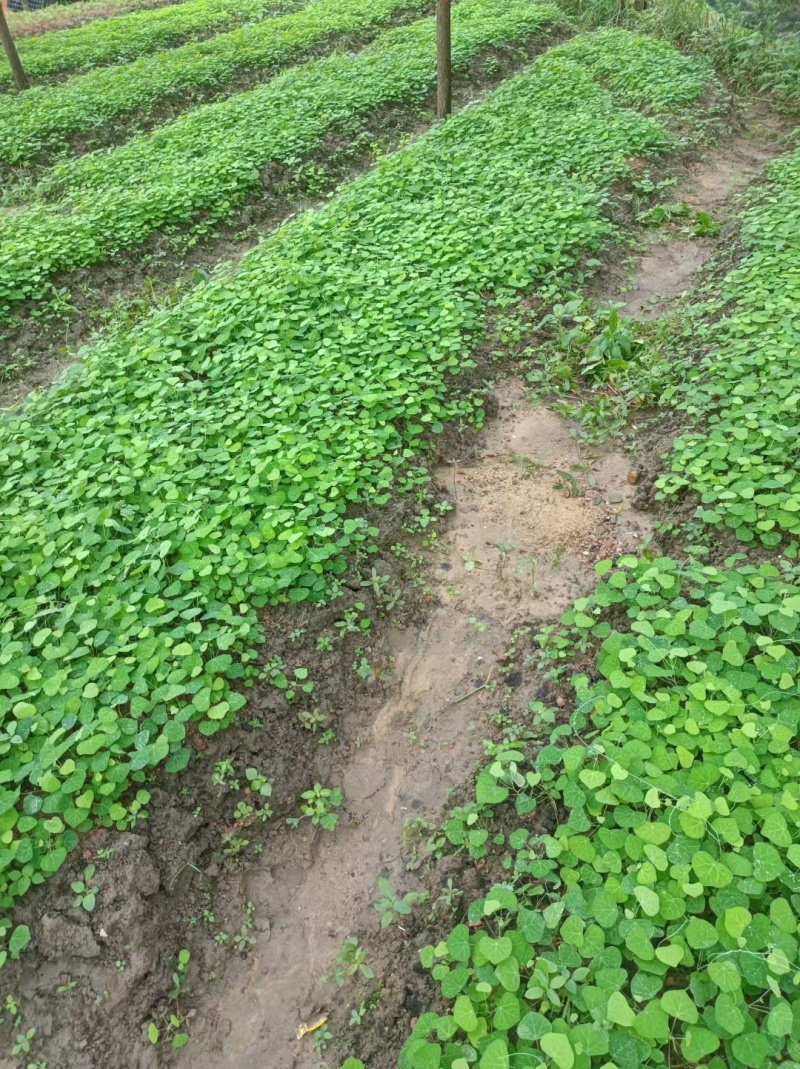 江西粉防已苗，精选粉防已苗，到手就能种植，种苗质量好成活率高