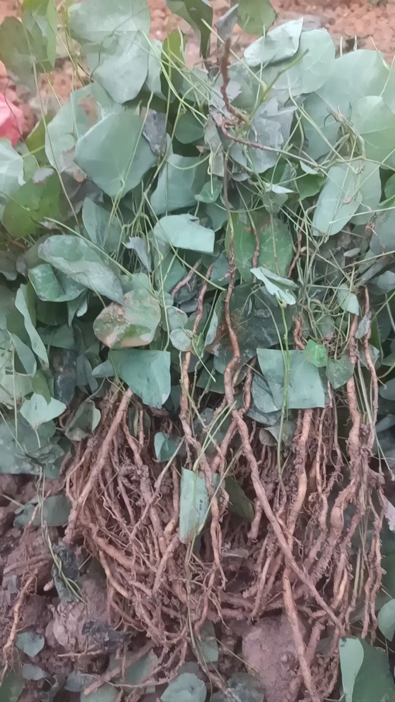 江西粉防已苗，精选粉防已苗，到手就能种植，种苗质量好成活率高