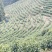 茶农自产自销江西茶叶产地直发清香高扬且持久