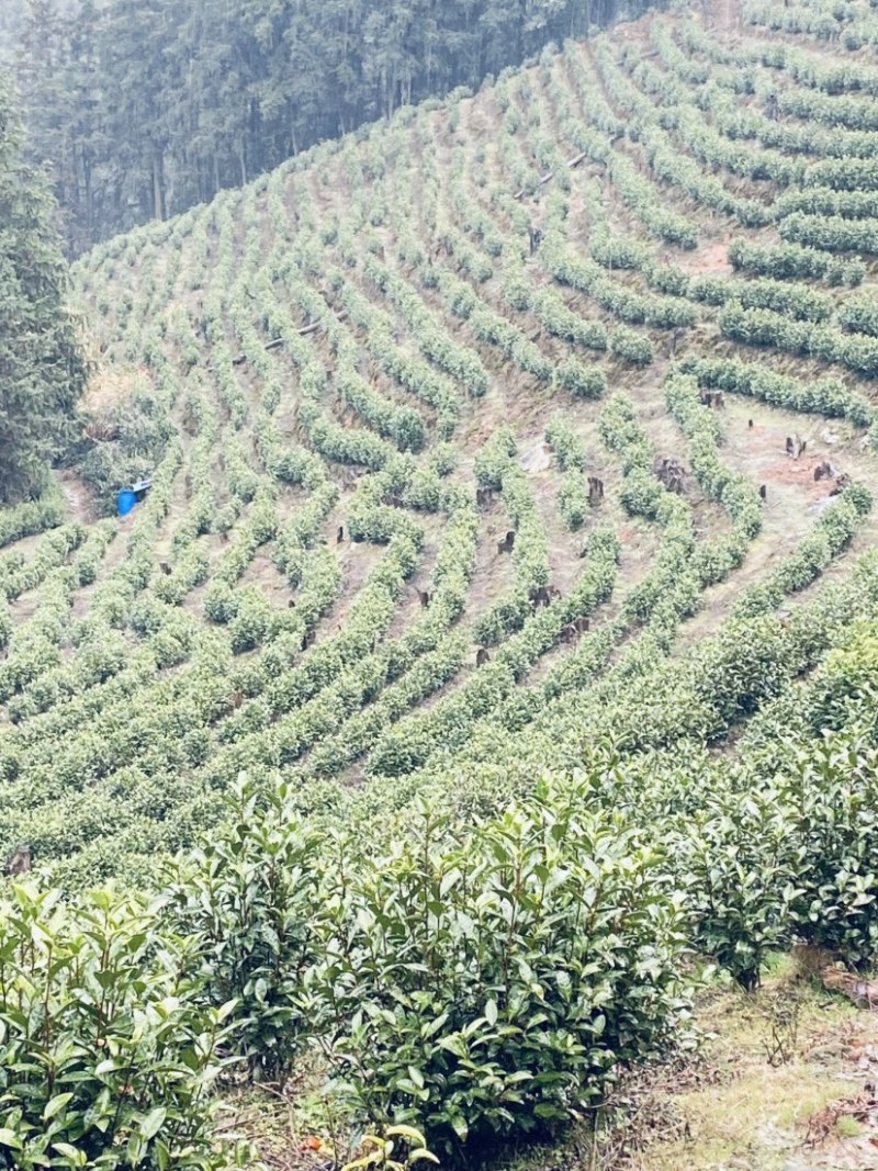 茶农自产自销江西茶叶产地直发清香高扬且持久
