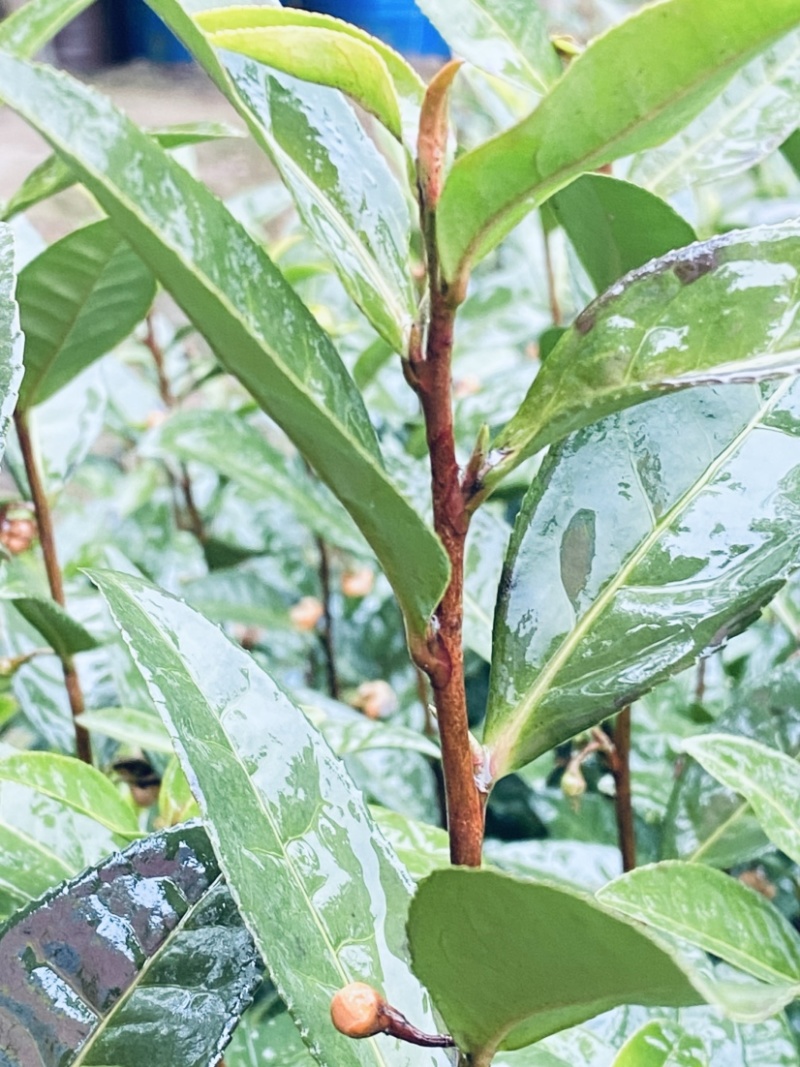 茶农自产自销江西茶叶产地直发清香高扬且持久