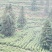 茶农自产自销江西茶叶产地直发清香高扬且持久