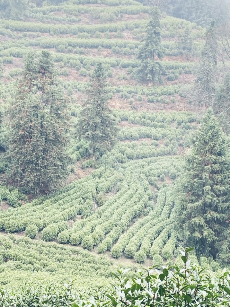 茶农自产自销江西茶叶产地直发清香高扬且持久