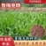 进口鲁梅克斯种子俄罗斯饲料菜多年生四季牧草种子鸡鸭鹅猪