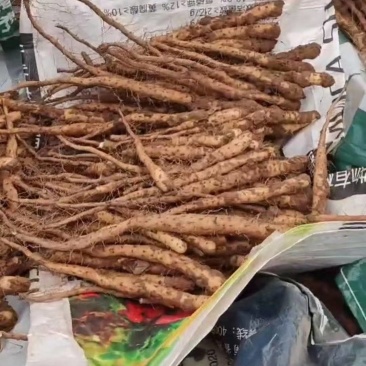 河北铁棍山药豆苗，原苗，芦头，大量供应，有需要的联系我。