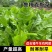 进口鲁梅克斯种子俄罗斯饲料菜多年生四季牧草种子鸡鸭鹅猪