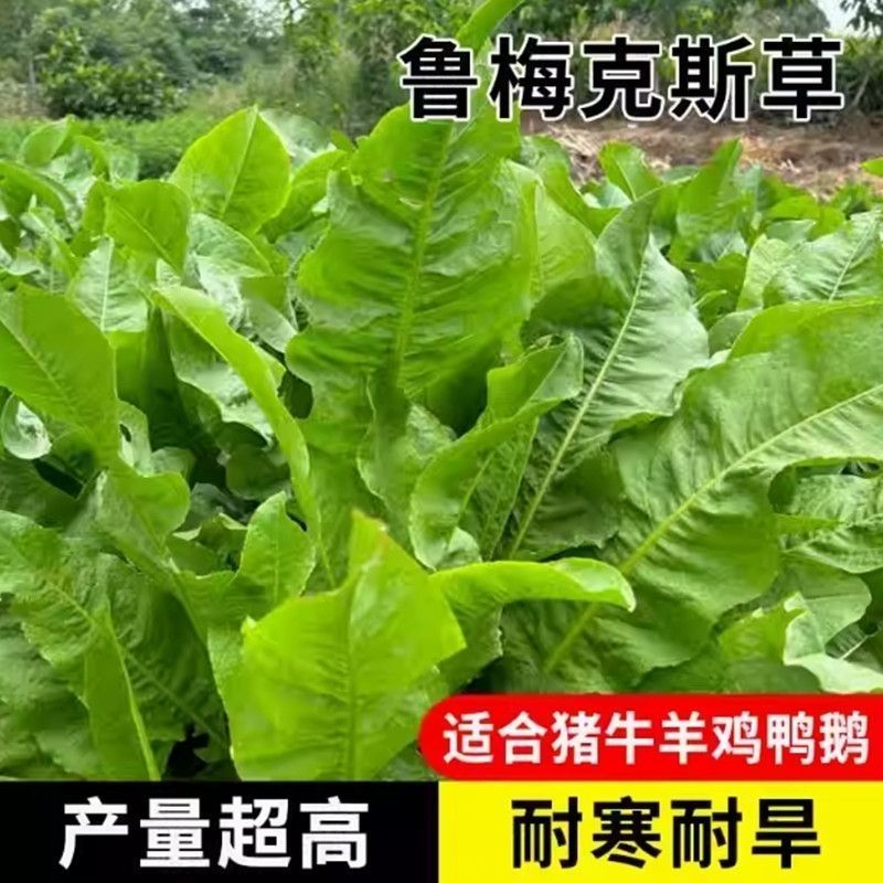 进口鲁梅克斯种子俄罗斯饲料菜多年生四季牧草种子鸡鸭鹅猪