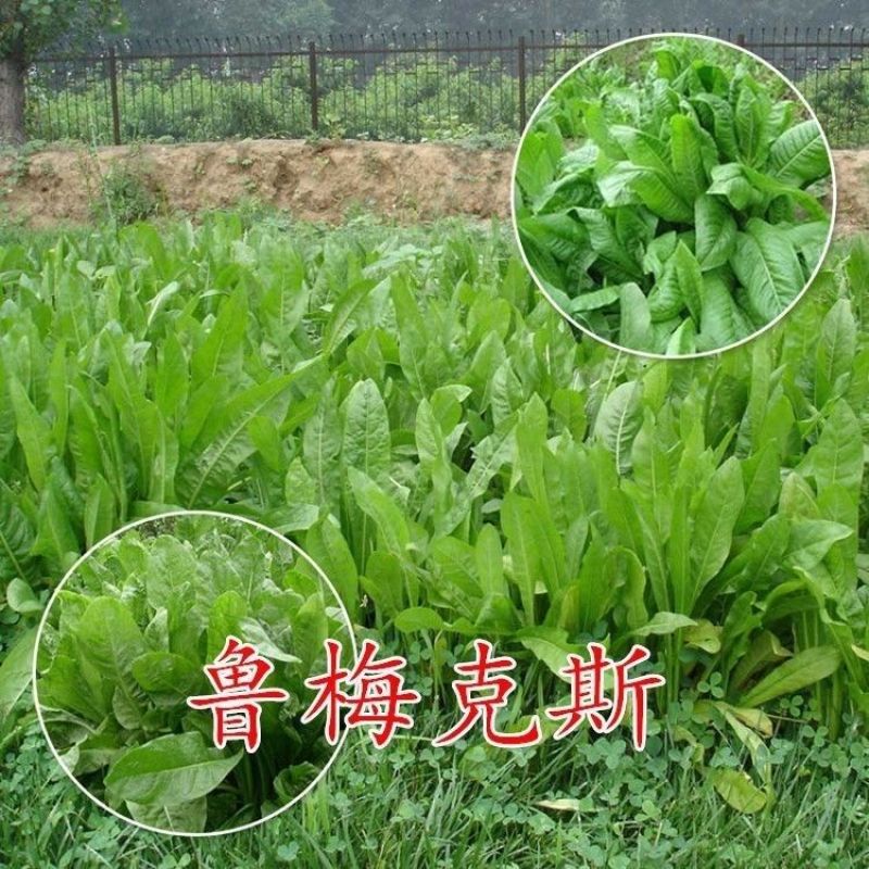 进口鲁梅克斯种子俄罗斯饲料菜多年生四季牧草种子鸡鸭鹅猪