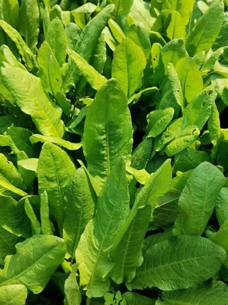 进口鲁梅克斯种子俄罗斯饲料菜多年生四季牧草种子鸡鸭鹅猪