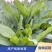 进口鲁梅克斯种子俄罗斯饲料菜多年生四季牧草种子鸡鸭鹅猪