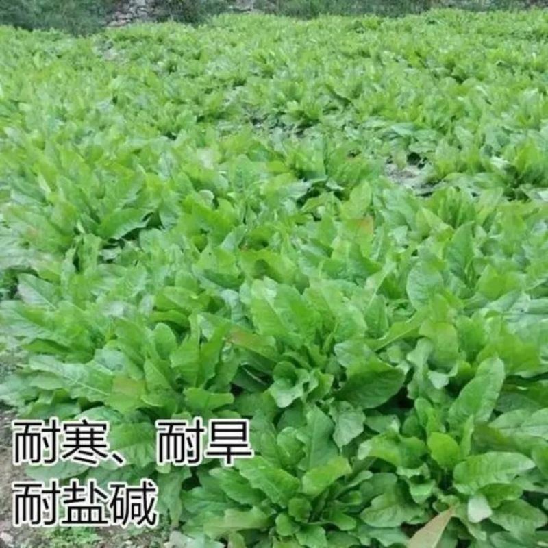 进口鲁梅克斯种子俄罗斯饲料菜多年生四季牧草种子鸡鸭鹅猪