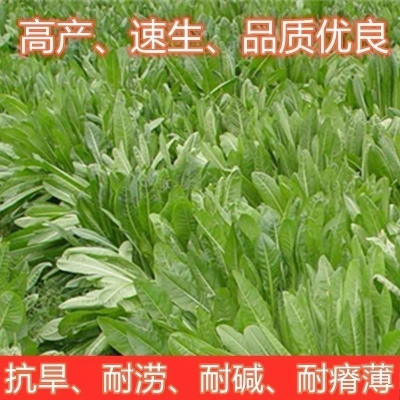 进口鲁梅克斯种子俄罗斯饲料菜多年生四季牧草种子鸡鸭鹅猪