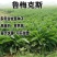 进口鲁梅克斯种子俄罗斯饲料菜多年生四季牧草种子鸡鸭鹅猪