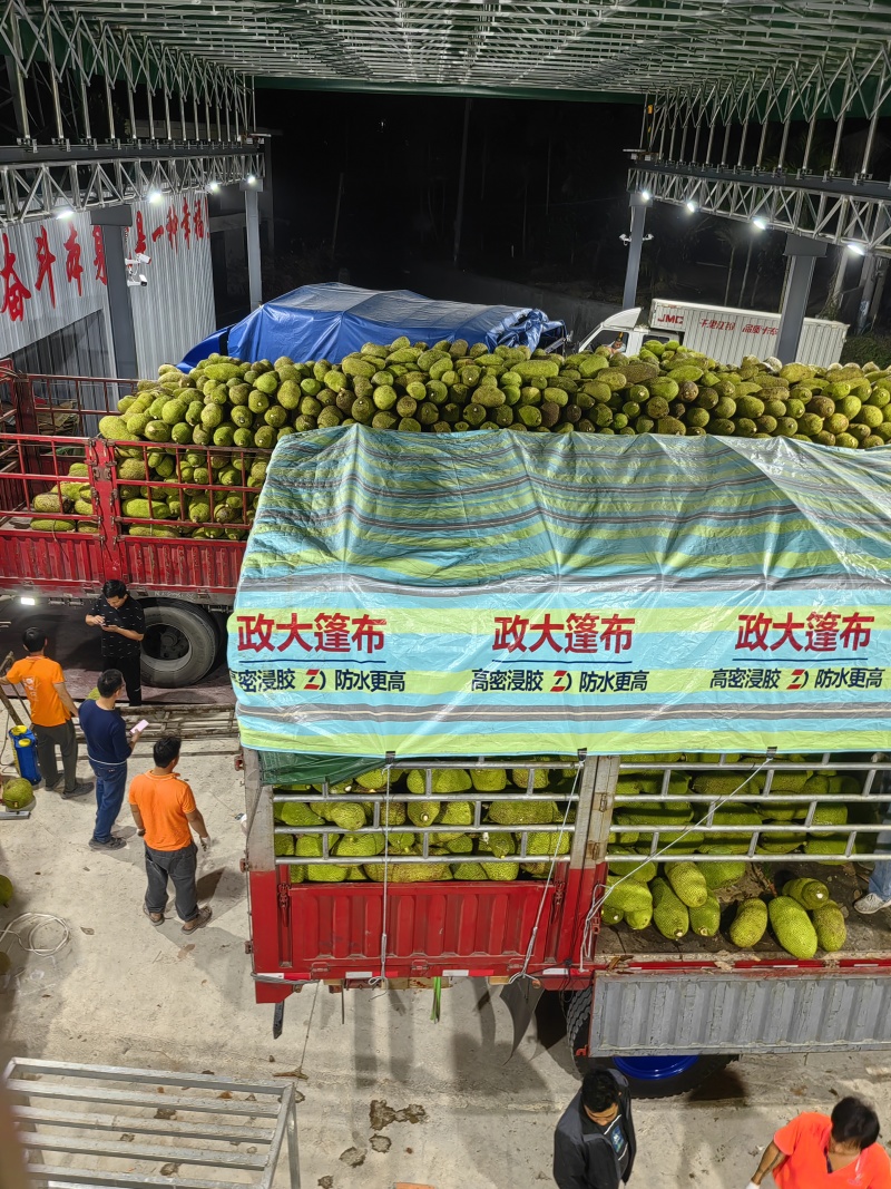 海南青皮菠萝蜜源头基地马来西亚1号黄肉菠萝蜜