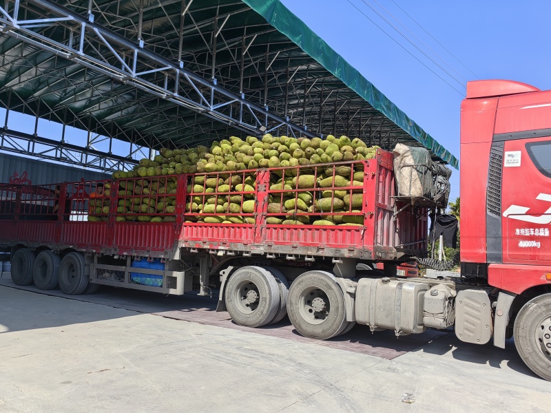 海南青皮菠萝蜜源头基地马来西亚1号黄肉菠萝蜜
