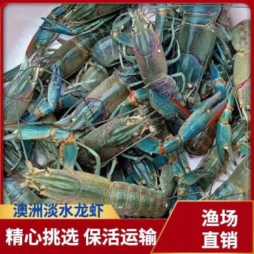澳洲龙虾苗淡水龙虾苗基地直发提供技术指导欢迎咨询