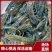 澳洲龙虾苗淡水龙虾苗基地直发提供技术指导欢迎咨询